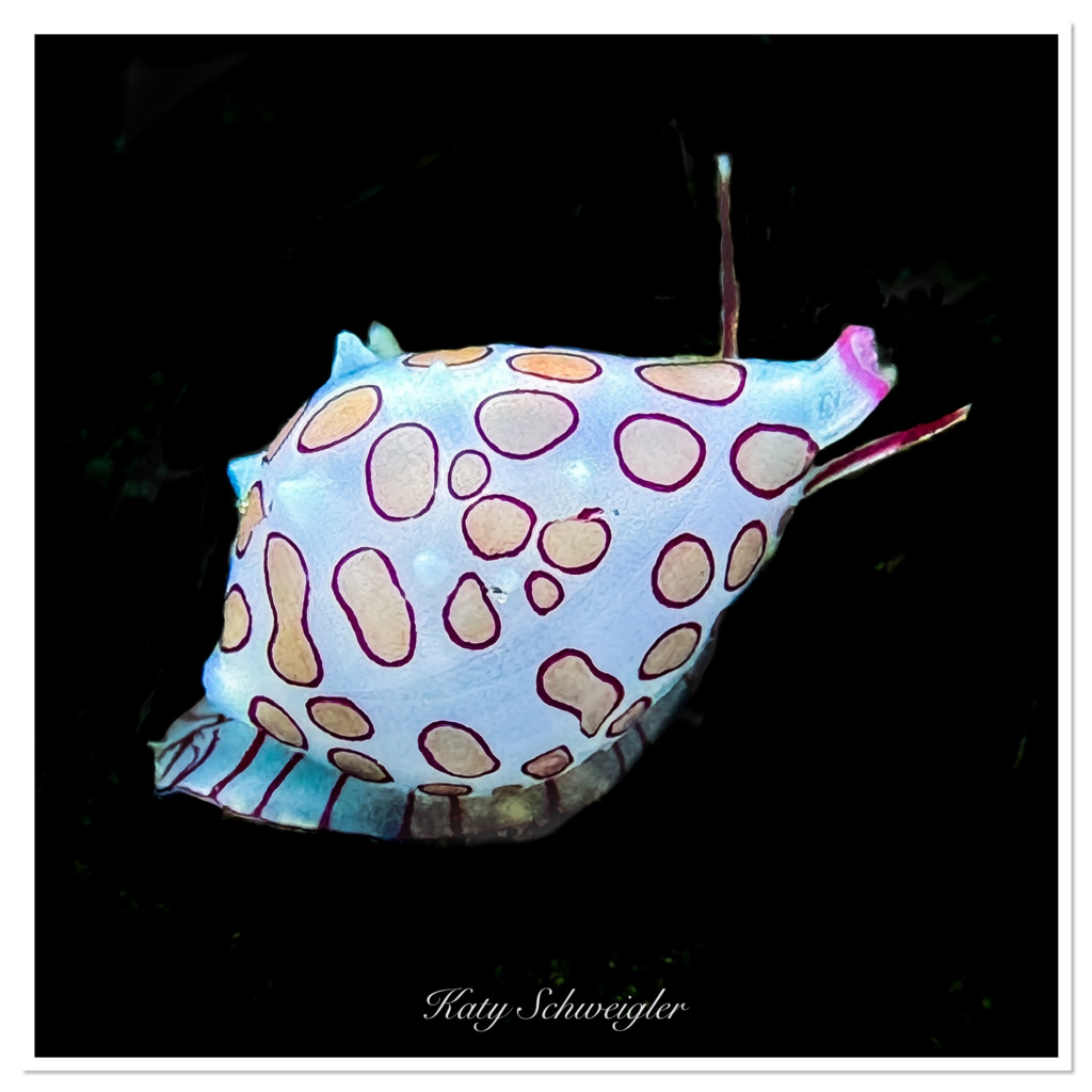 Macro Diving in Bali Villa Dive Resort