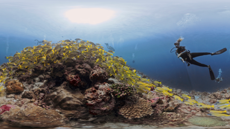 Reefsystem with a school of blue line snappers